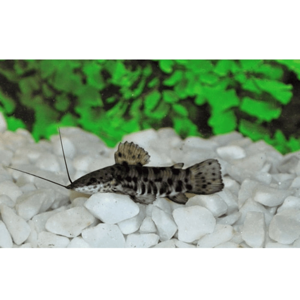 Peste sanitar, Hoplosternum thoracathum 3- 3,5 cm