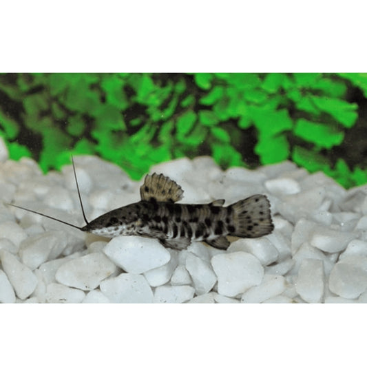 Peste sanitar, Hoplosternum thoracathum 4-4,5 cm