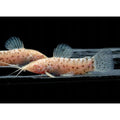 Peste sanitar, Hoplosternum thoracatum albino 3-4 cm