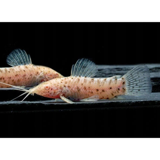 Peste sanitar, Hoplosternum thoracatum albino 3-4 cm