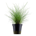 Planta naturala de acvariu, Tropica, Eleocaris parvula, blister, 20 cm