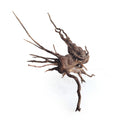 Lemn decorativ acvarii si paludarii, Wio, Striped Wood, L, 70-120 cm