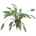 Planta naturala de acvariu, Tropica, Cryptocoryne beckettii Petchii, blister, 20 cm