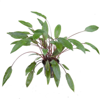 Planta naturala de acvariu, Tropica, Cryptocoryne beckettii Petchii, blister, 20 cm