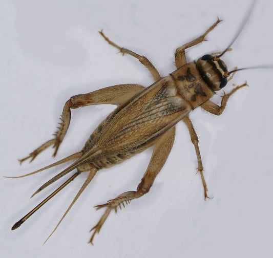 Greieri Acheta domesticus mici  hrana vie pentru reptile