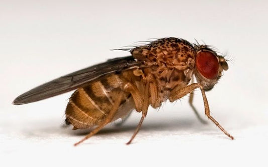 Musculite Drosophila hydei, pret/borcan