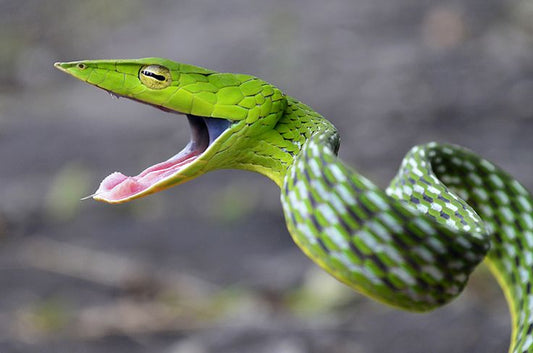 Ahaetulla	nasuta 70-90cm (Long-nosed Tree Snake)