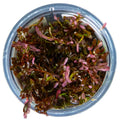 Planta naturala de acvariu, Tropica, Rotala rotundifolia Blood Red 1-2-Grow!, 5 cm