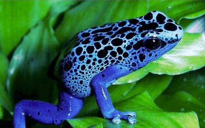 Dendrobates azureus