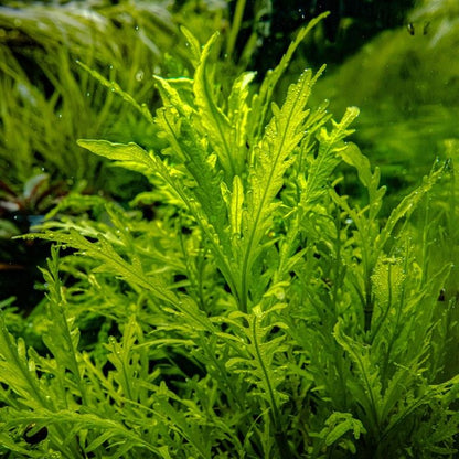 Planta naturala de acvariu, Tropica, Hygrophila odora 1-2-Grow!, 5 cm