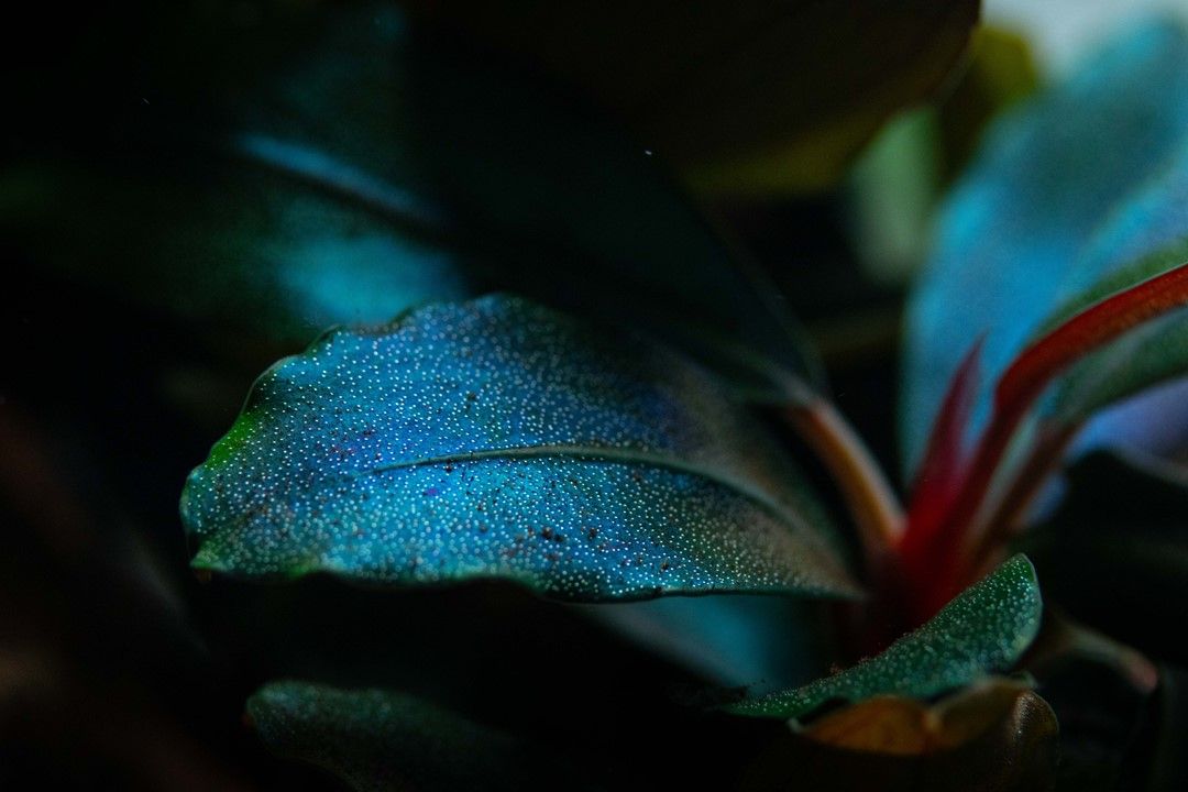 Planta naturala de acvariu, Tropica, Bucephalandra sordidula Blue