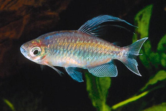 Phenacogrammus interuptus (congo tetra) 4-5 cm