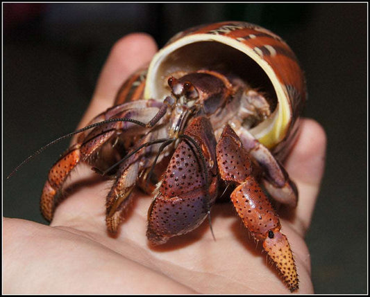 Crab, Coenobita clypeatus (Hermit Crab), adult