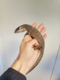 Varanus exanthematicus