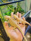 Agama cu barba, Pogona vitticeps (Bearded Dragon)