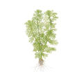 Planta naturala de acvariu, Tropica, Limnophila aquatica, 1-2-Grow!, 5 cm