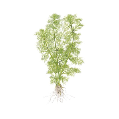 Planta naturala de acvariu, Tropica, Limnophila aquatica, 1-2-Grow!, 5 cm