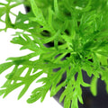 Planta naturala de acvariu, Tropica, Limnophila aquatica, 1-2-Grow!, 5 cm