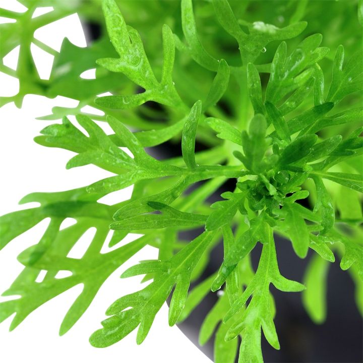 Planta naturala de acvariu, Tropica, Limnophila aquatica, 1-2-Grow!, 5 cm