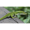 Anolis carolinensis