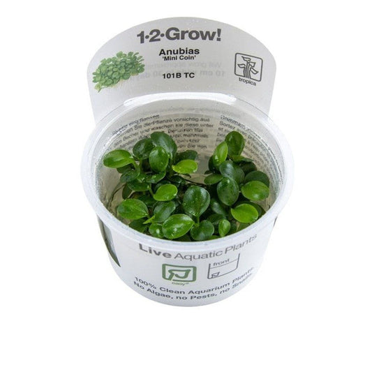 Planta naturala de acvariu, Tropica Anubias Mini Coin 1-2-Grow!, 5 cm
