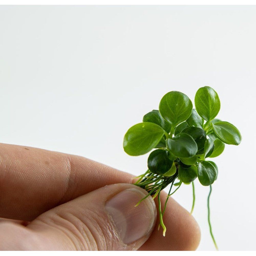 Planta naturala de acvariu, Tropica Anubias Mini Coin 1-2-Grow!, 5 cm