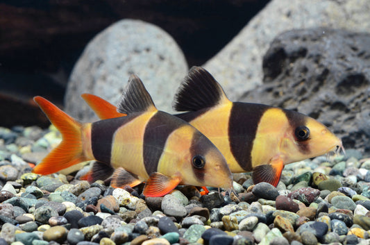 Peste sanitar, Botia Macracantha Clown Loach 4-5 cm