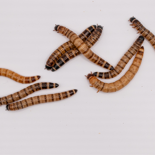 Hrană vie pentru reptile, superworms, 2-3 cm