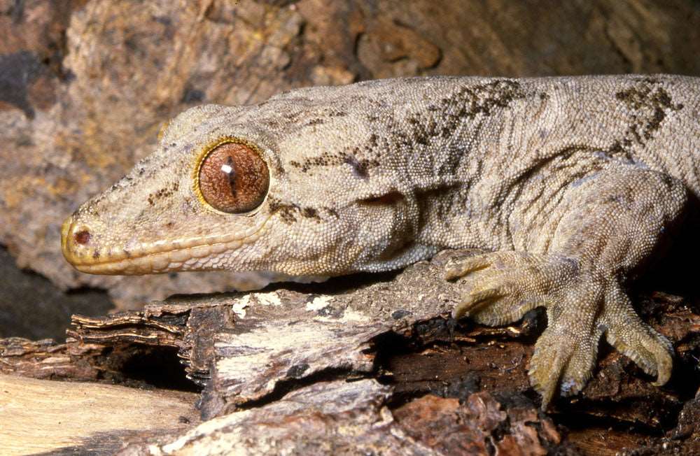 Gehyra vorax (Ambon Gecko)