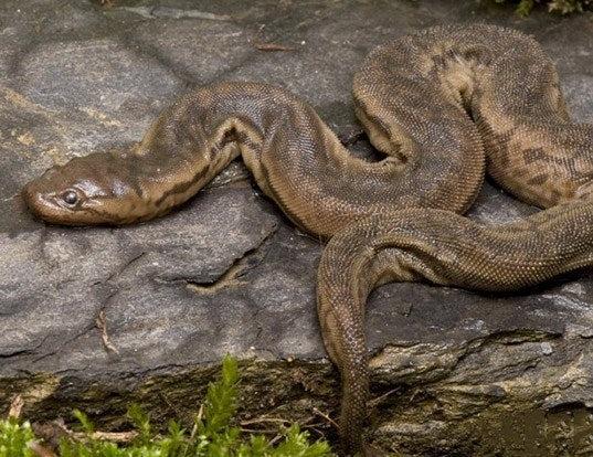Acrochordus javanicus S (Javan File Snake)