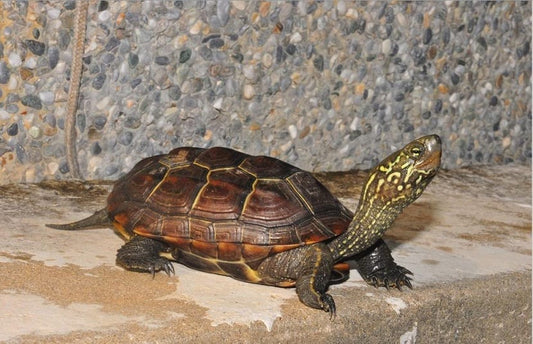 Mauremys reevesii (Chinemys reevesii )