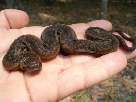 Acrochordus javanicus S (Javan File Snake)