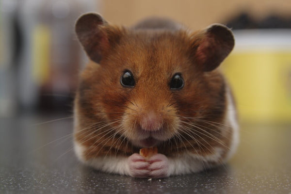 Hamsteri