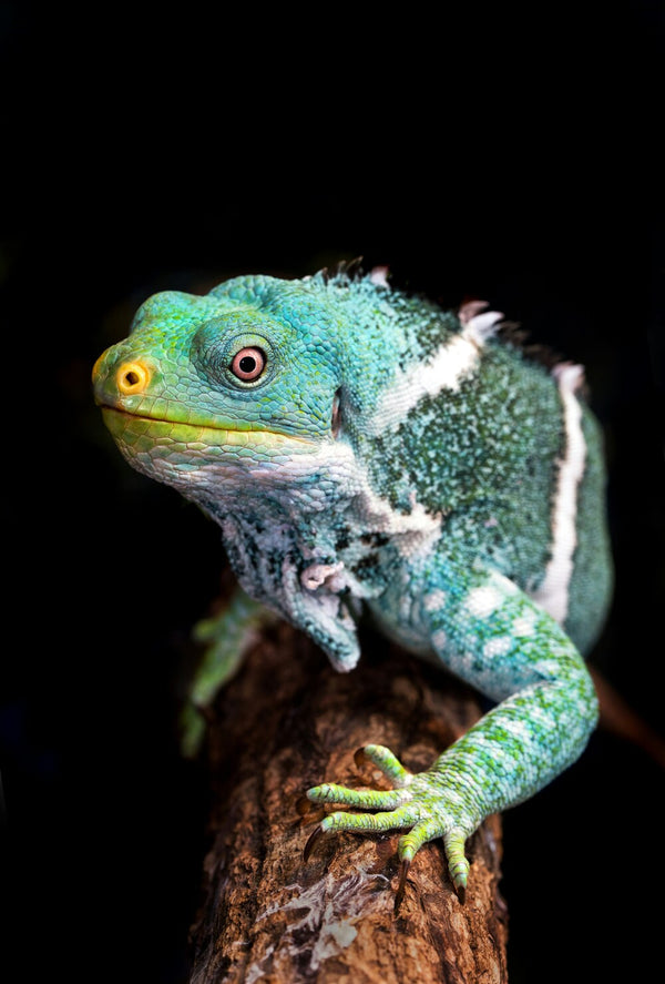Reptile