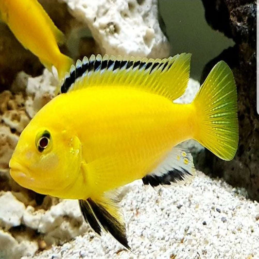 Electric Yellow Labido/Lemon Mbuna Cichlid (Labidochromis caeruleus) 3,5cm