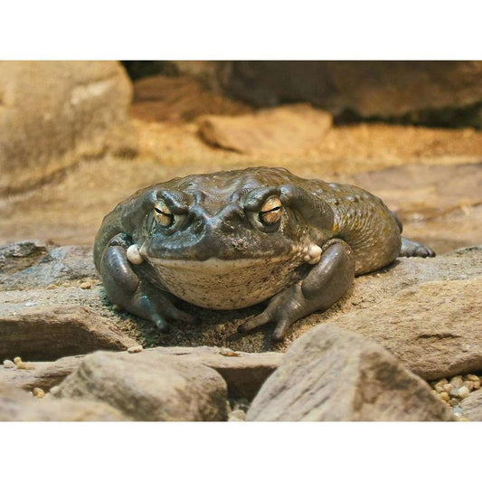 endler.ro Bufo alvarius ( Colorado River Toad)