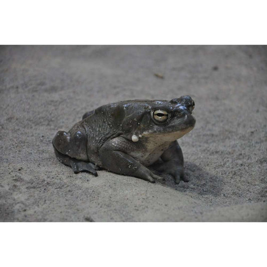 endler.ro Bufo alvarius ( Colorado River Toad)