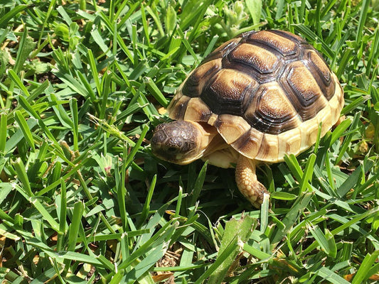 Testudo marginata (Marginated Tortoise) 4-6cm