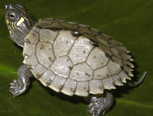 Graptemys ouachitensis (Ouachita Map Turtle, Sabine Map Turtle) 4-5 cm