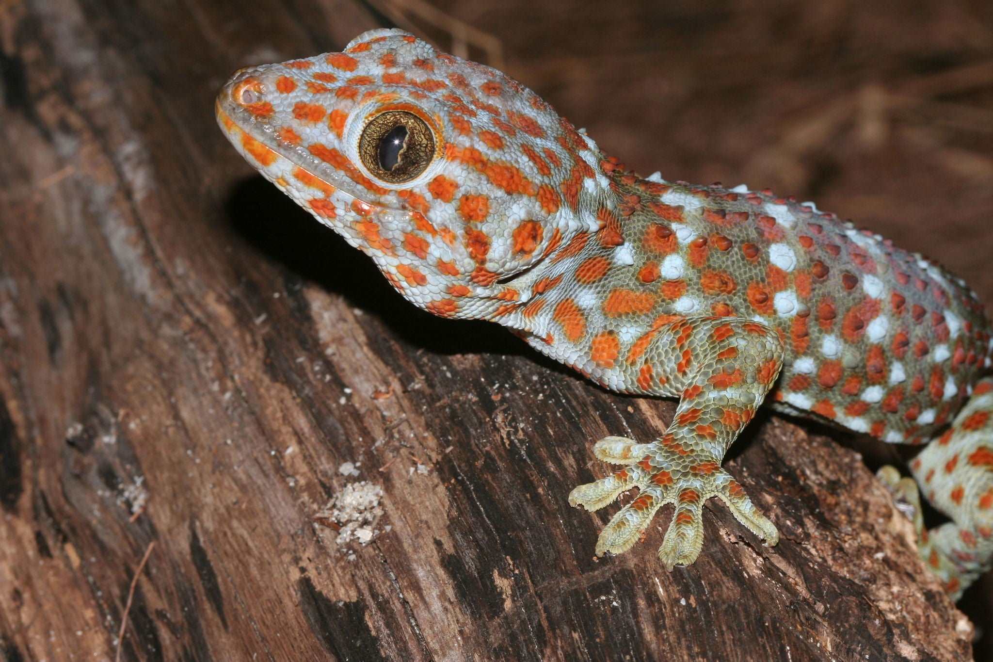 Gekko gecko (Tokay gecko)