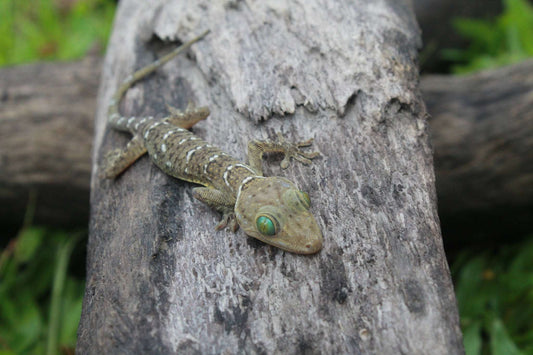 Gekko smithi (Smith Green-eyed Gecko)