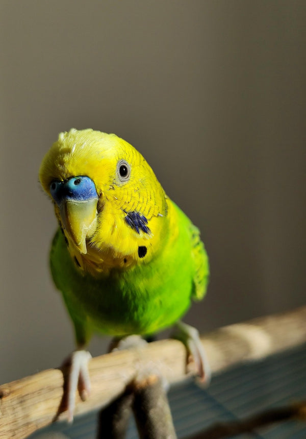 Pasari