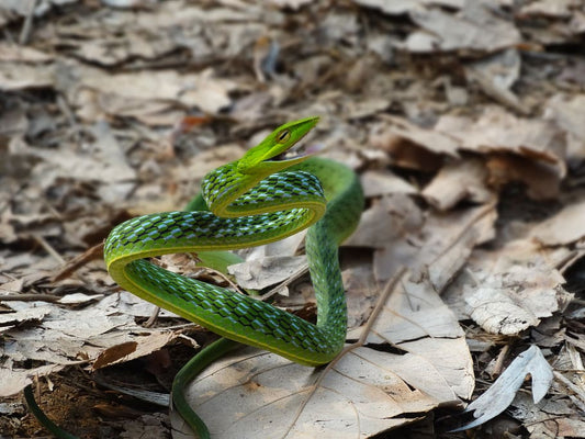Ahaetulla	nasuta 70-90cm (Long-nosed Tree Snake)