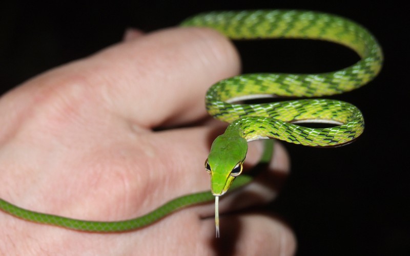 Ahaetulla	prasina  (Oriental Whipsnake, Asian vine snake ) M-L