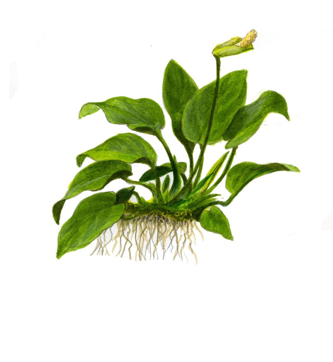 Planta naturala de acvariu, Tropica, Anubias barteri var. nana 1-2-Grow!, 5 cm