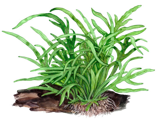 Plantă naturală de acvariu, Tropica, Microsorum pteropus 'Trident' (java fern)