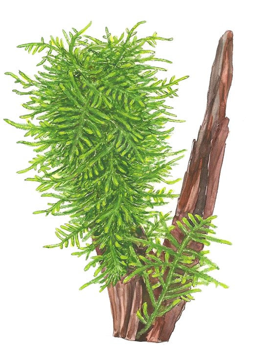 Mușchi natural pentru acvariu, Tropica, Taxiphyllum 'Spiky', 7,5x10 cm