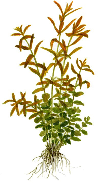 Plantă naturală de acvariu, Tropica, Rotala rotundifolia