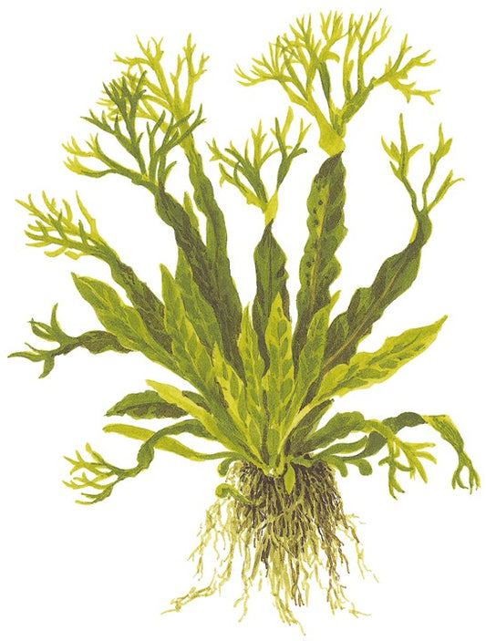 Plantă naturală de acvariu, Tropica, Microsorum pteropus 'Windelov' (java fern)