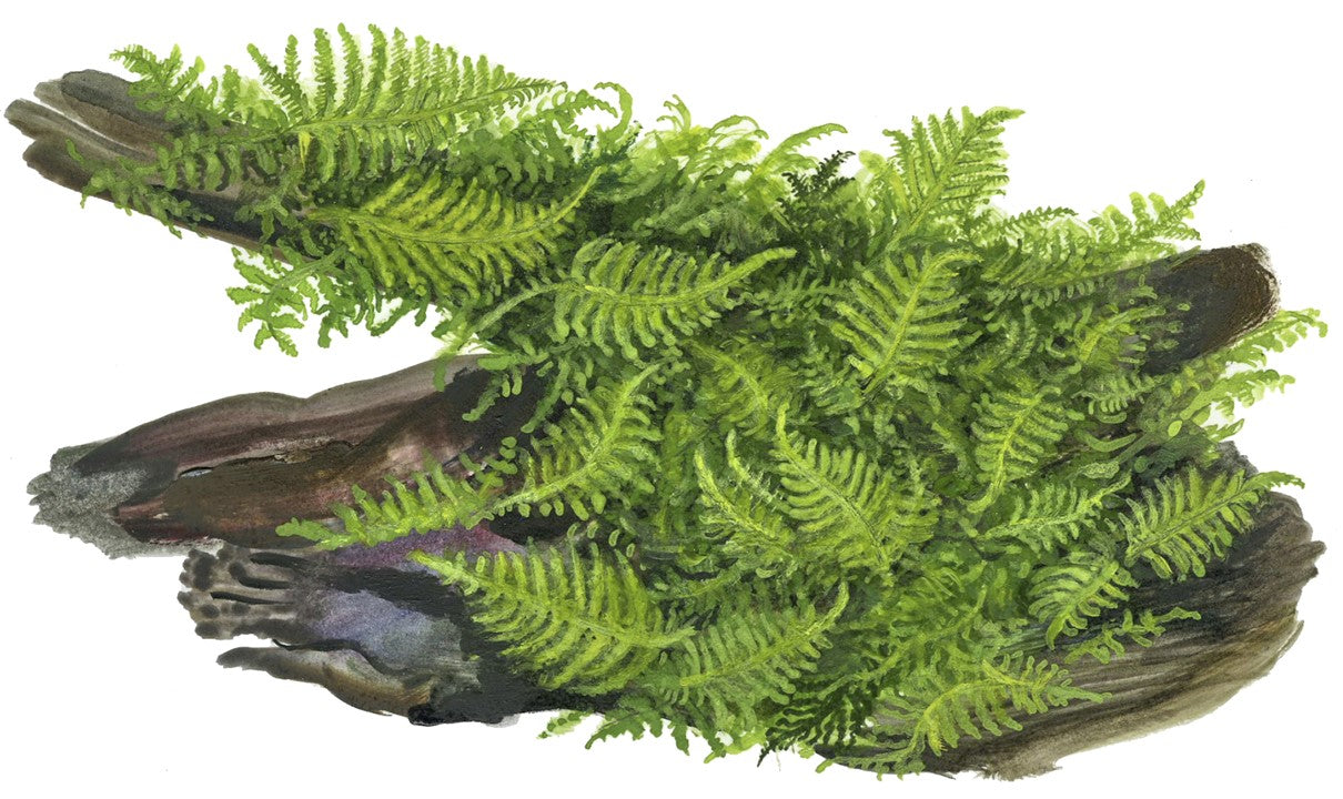 Mușchi natural pentru acvariu, Tropica, Vesicularia montagnei 'Christmas', 7,5x10 cm